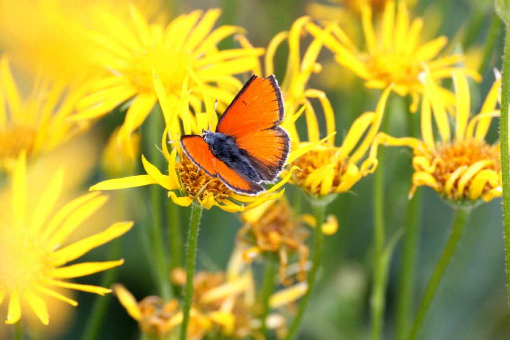 Dovrebbe essere Lycaena hippothoe eurydame